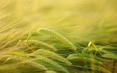 What’s The Fuss About Grains